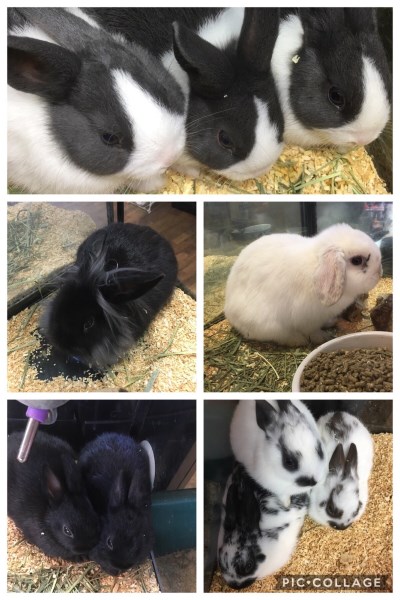 bunny-rabbits
