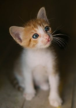 kitten-calico