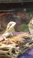 lizard-friends